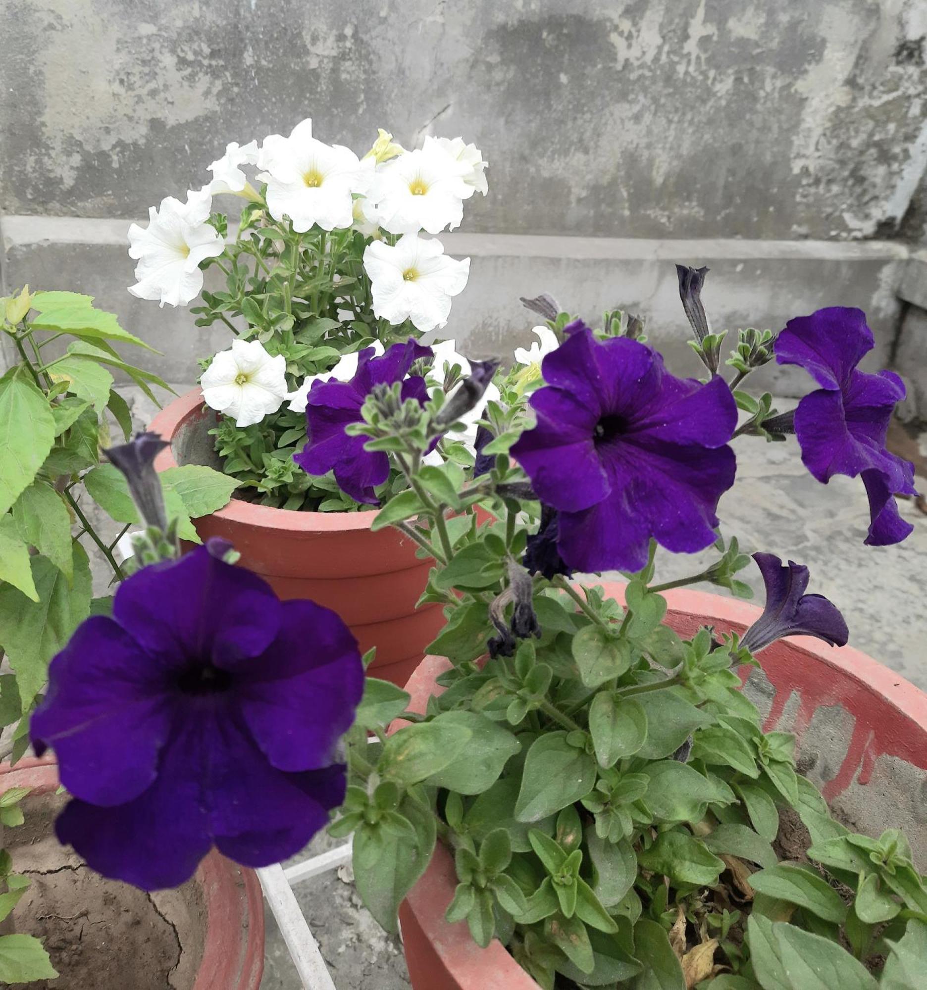 Gokul Pg Homestay Gorakhpur Extérieur photo